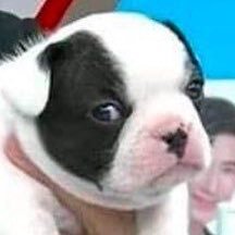 jerklemern's profile picture. Moodeng stan accnt