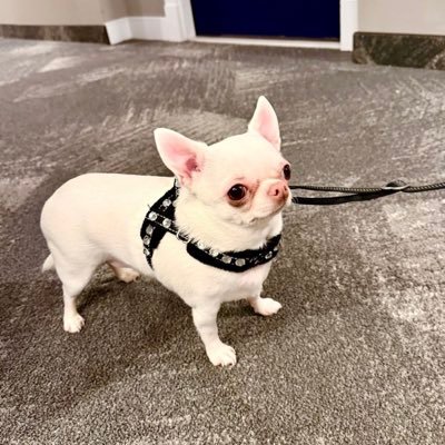 PateLynn62101's profile picture. I am an American, free born and free bred, where I acknowledge no man as my superior, except for his own worth, or as my inferior, except for his own demerit.