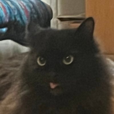 kuma728664's profile picture. 学生風真隊士です！ 特に何も話しませんがフォローしたい方はご自由にどうぞ〜