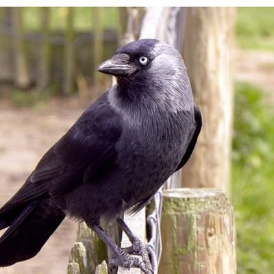 maciek81591's profile picture. 