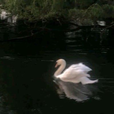 themeraa's profile picture. الحمدلله دائماً وابداً ♡︎