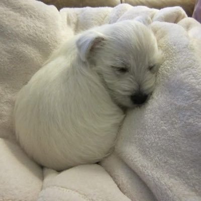 banging_9311's profile picture. 팀 똥개