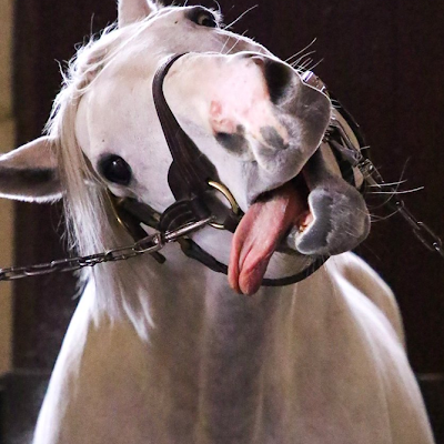 YsysEquus's profile picture. 世界樹広尾獅子で一口しています