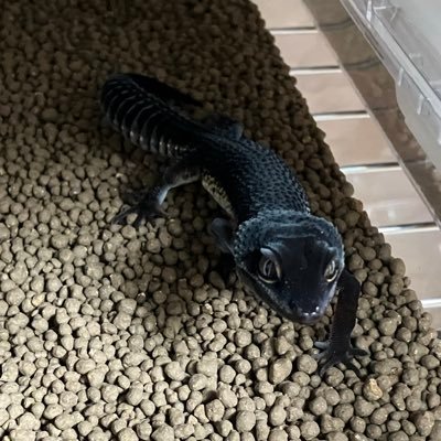reptilesfan1909's profile picture. 生き物こそ生き甲斐😌特にゲッコーが好きです😊レオパ×10🦎ニシアフ×2🦎キンクマ🐹メダカ🐟金魚🐟