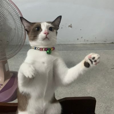 sranya118's profile picture. เป็นมามี๊น้ำปิงแม่ยายเก่ง 🦆🐰 | แม่ต๋ามิกซิวแม่ยายดิเอิร์ท 🌍🪐รักลูกเราไม่มีผิดหวังนะ ขอบคุณทุกคนที่ฟอลมานะงับ #KengNamping #เก่งน้ำปิง