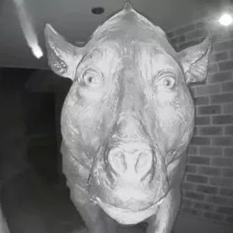 diegoNANI4's profile picture. 