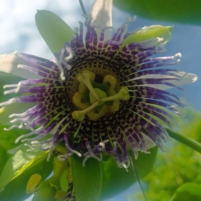 VirgilioCasti20's profile picture. Ambietalista,Administración pública esap