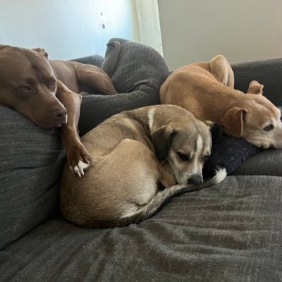 jk1980's profile picture. love dogs, all politics is local, family and friends. working hard and living life. January 6th is a shameful moment.