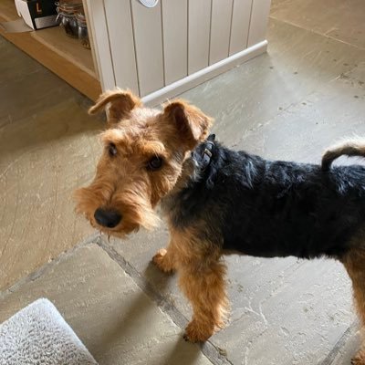 DaeargiCymreig's profile picture. Ada, a Welsh Terrier has set up her own household in the Yorkshire Dales. She is now ensconced in her new home and setting exacting standards for the B & HK
