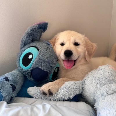 plainattt's profile picture. 🦖🧩🧸🎸🦈😼