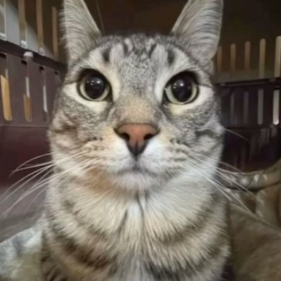 AdrianA06032805's profile picture. 18 yo, artist commissioner aswell as a value advisor.