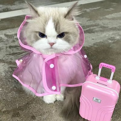 its_verity's profile picture. ow2 team manager