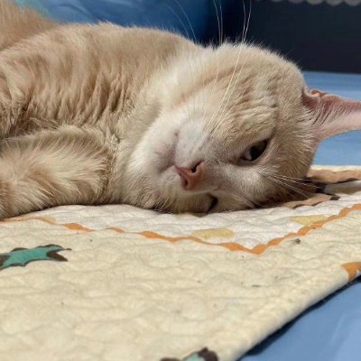 lykfe21631317's profile picture. ewe srs frfrs