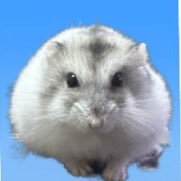 Cv3Fp's profile picture. はむさんの日常をお送りします