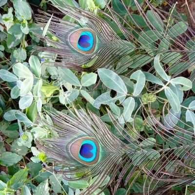 mkhemraj187's profile picture. 