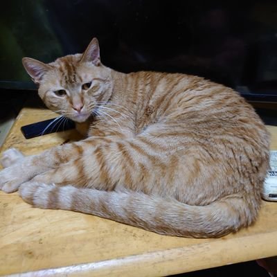 akipoo0110's profile picture. 配信毎日します
元々夜職で心理学学んで心理カウンセラーでカウセリングもできます。

占いは勉強中霊感あるんで守護霊や未来がデジャブでたまにみえます
誕生日はホンマですが年齢が違います（笑）年齢は内緒で
会ったら霊視もできます。タロット　六星占術
#IRIAM
#毎日配信
#関西弁
#