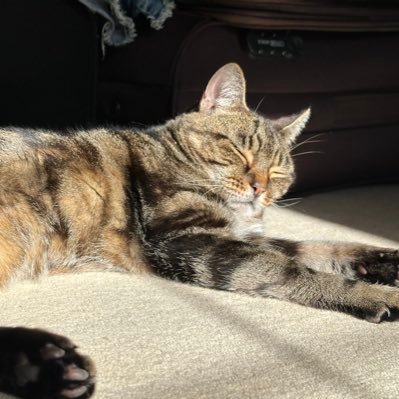 celialgould's profile picture. Love to be with family and friends. Londoner living in Somerset.