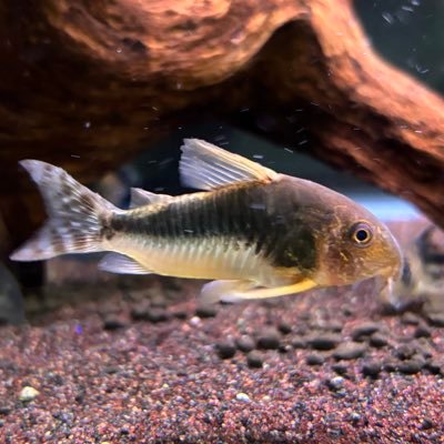 CoryCoryPara2's profile picture. 無言です( ˙꒳ ˙ ) 情報収集用。