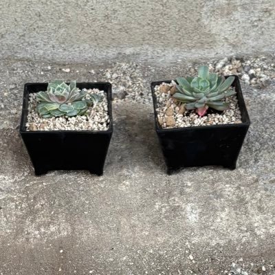 Maverickhero221's profile picture. 白テニ辞めてほぼブロスタ✨✨ブロスタ民まじ下手なので教えてください🙏🙏ほぼ日常垢です🌈🌈