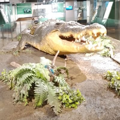 RinLit13's profile picture. CarTon sa ngayun 🤎