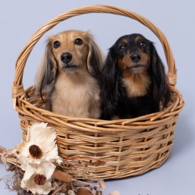 mau_mapitan's profile picture. 親バカ炸裂アカウント🩵ミミ🐶🩵♀(MD ブラックタン🎂2021.4.24🏠2021.8.1)🩵アム🐶🩵♀(MD シェーデッドレッド🎂2022.5.29 🏠2022.9.6)と👩🏻の3にん(匹？)暮らし🩵無言フォロー失礼します🙇‍♀️💦＆無言フォロー大歓迎です🫶🩵