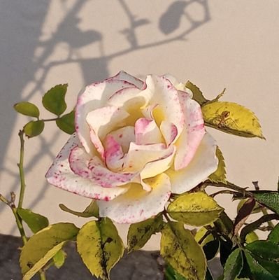 Thandeka2025's profile picture. 