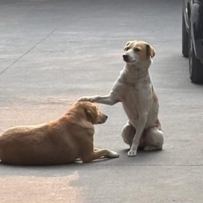 jashuhere's profile picture. Sunrisers Hyderabad 🦅| VK | MB