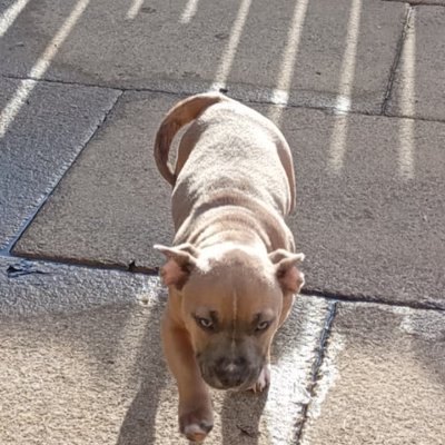 zoecook97336631's profile picture. 