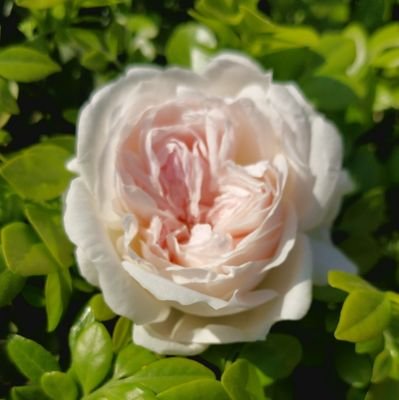 CheemsDogesh's profile picture. a guy searching for someone to build a business in Miami or OUT OF India!!

DM me if you know someone 😉