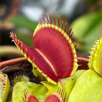 knthlgst_3's profile picture. 🌹🌹🌹🌹🌹