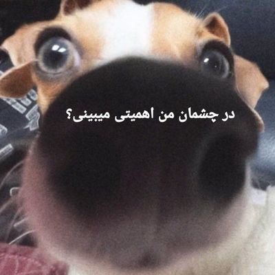 pan_ah03's profile picture. عرزشی نیا احترام خودتو نگهدار😂🙏🏻میخوای هم صحبتم بشی از فروغ و سوگند برام بگو💕https://t.co/1fAKdQ9JiG
فالو=فالو