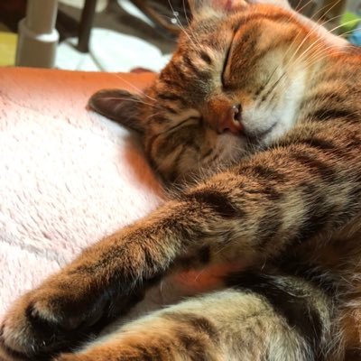 kWN_TRA's profile picture. 明美41歳。住まいは宮崎。ずっと何かを発散したかったです。旦那は私にあまり興味がないみたいです。このアカウントは旦那には内緒にしています。子供は2人います。生粋の #JMIAホルダー。 #チームねこ鍋