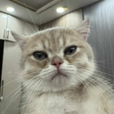 chipchipbaeee's profile picture. 