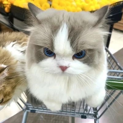 peaceofaliy's profile picture. 