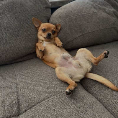 moleystilldey's profile picture. #INDIGENOUS Ayóó'ánííníshní cheii