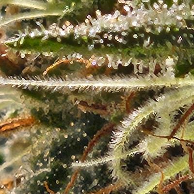 DanDougherty6's profile picture. 