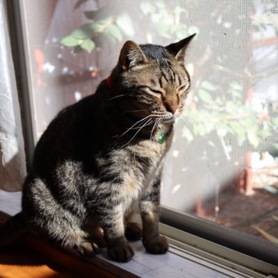 dCBvyhTbJF11234's profile picture. 自然が好きです。写真垢。病み垢の裏垢なのでこっちでも少し出ます。