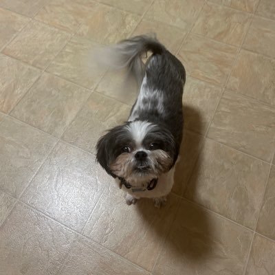 DonKobSata8see's profile picture. I am NOT a vtuber or a streamer just a crazy 46 year old. I live in North East Ohio just shoot me. I have a dark sarcastic sense of humor.