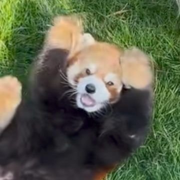 miyasiro_siro's profile picture. @PtA_rio