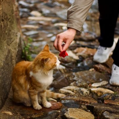 cat_foodcat's profile picture. 🐾 For the love of paws & purrs 🐱”
🍣 Tasty bites for your furry baby
💌 DM for purr-fect treats
📍Meowland | #catfoodies