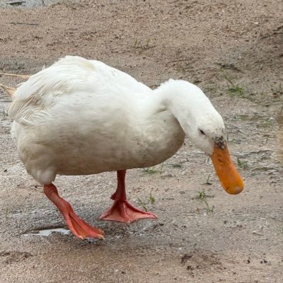 rosesismyluv's profile picture. ジフン