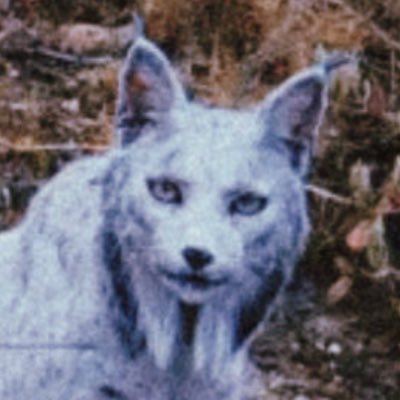 Flannostalgico's profile picture. ⚒️⚒️¡VIVA LA ESPAÑA QUE HAREMOS! 🌾🌾.                              PATRIA - RAZA - JUSTICIA SOCIAL