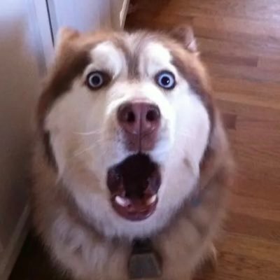 Condog1131622's profile picture. 