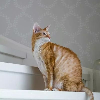 opsaale's profile picture. Opsaale