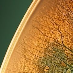 youcef1261485's profile picture. Short letter