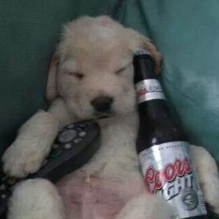 d0gmania's profile picture. posting is all over the place... | ⚠️🔞 CW/TW 🔞⚠️ | your children are not my responsibility | comms: open!!!! (CHECK STRAWPAGE)