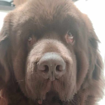 WeteranWolf's profile picture. 