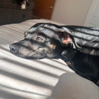 TvNefarious's profile picture. Gaming, Sports & Politics | I like to yap | @d_alysha_