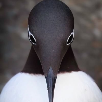 binbirlotus's profile picture. Aynı kulvarda olmasak da fikirlere saygılı kişileri takip eder takipten çıkanı ben de çıkarırım. Tatlı su kurnazı olmaya gerek yok.