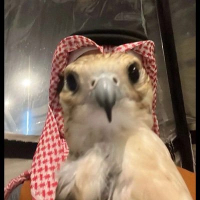 126w9's profile picture. آه ياقلبي وش اللي جرالي أيامي اللي باقيه مأساويه البارحه والعلم ماسار حالي ..